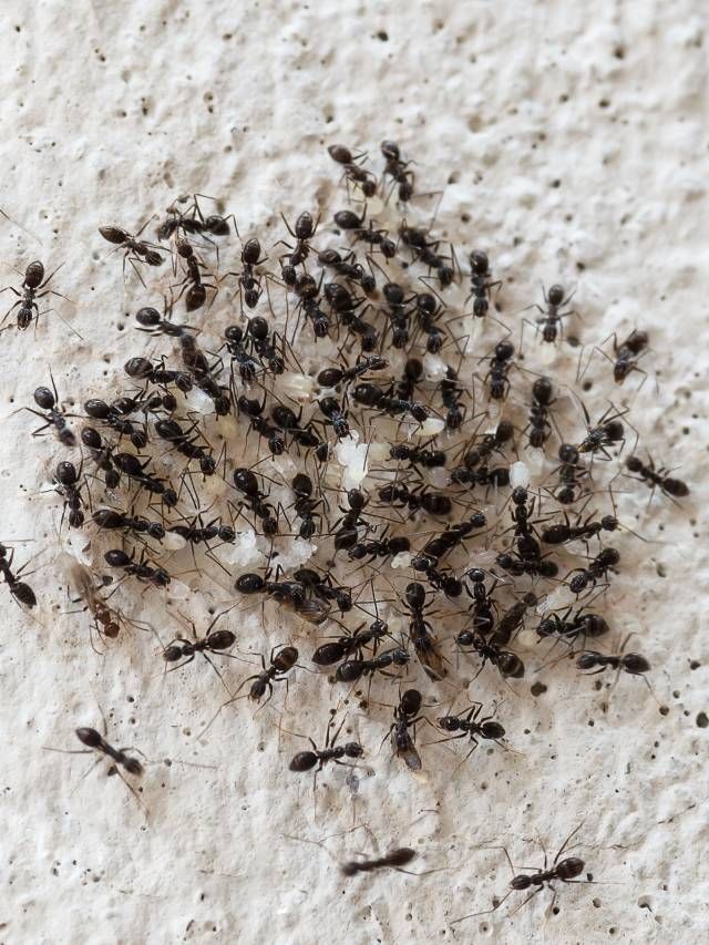 10 Tips On How to Get Rid of Ants at Home