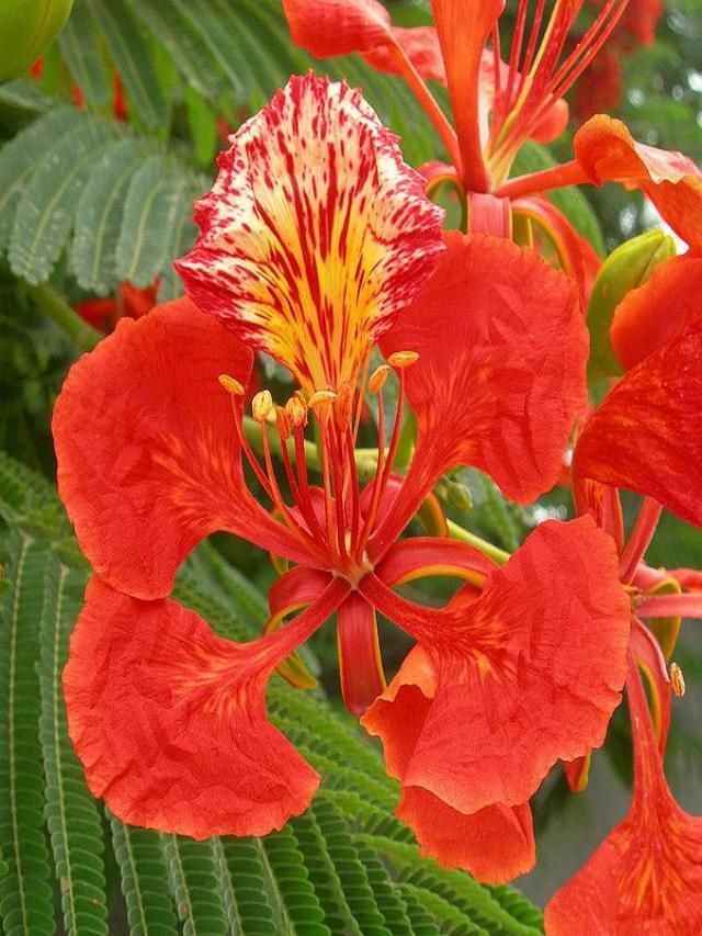 How to Grow Gulmohar Plant at Home?