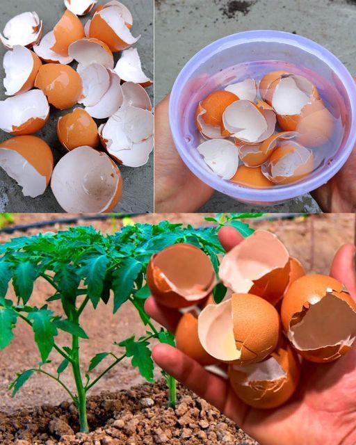 Use Eggshells for Plants 7 Beneficial Ways