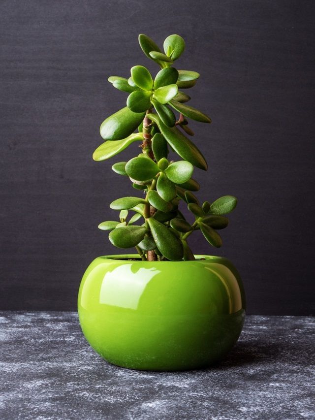 here-are-7-jade-plant-disadvantages-you-must-know