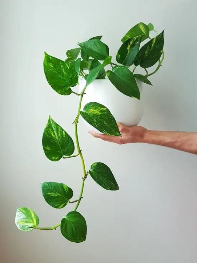 7 Quick Solutions to Revive a Dying Money Plant