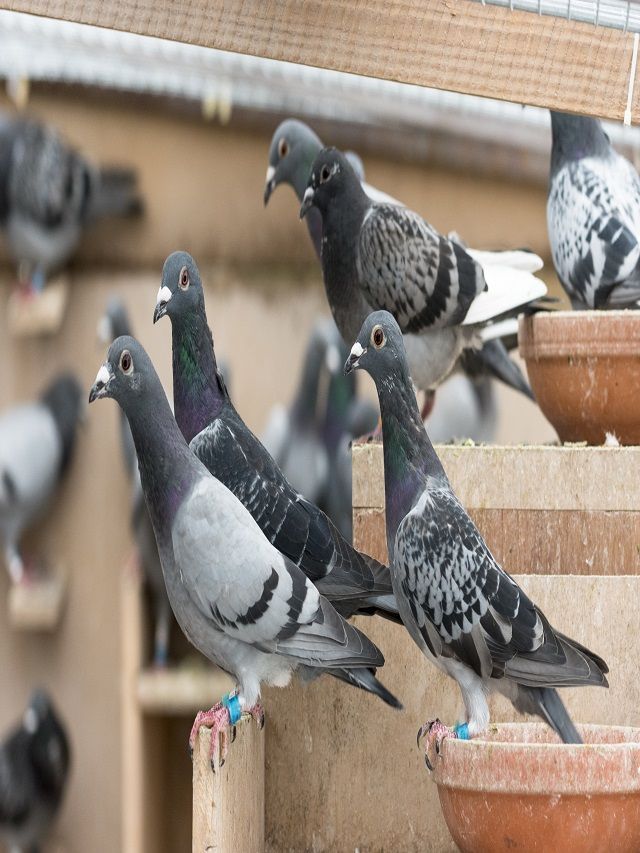 10 Best Plants to Keep Pigeons Away