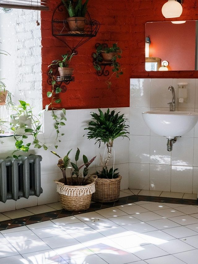 10 Best Plants for a Smell Free Bathroom