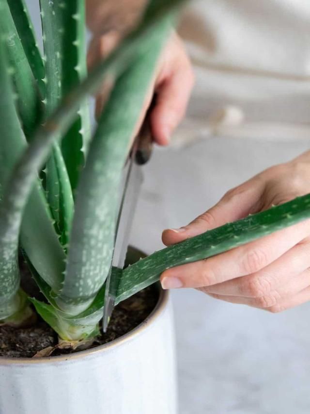 Simple Tricks to Revive the Dying Aloe Vera Plant