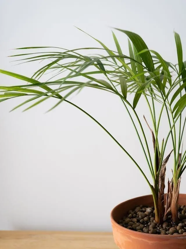 mini monstera plant care Rhaphidophora Tetrasperma | Care Guide and Pro Tips - Delivery from Toronto  across Canada
