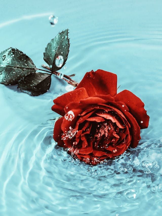 7 Easy Solutions to Revive a Dying Rose Plant