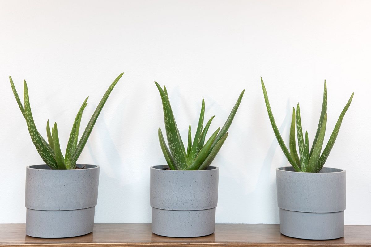 Planting Aloe Vera plant for home or office 
