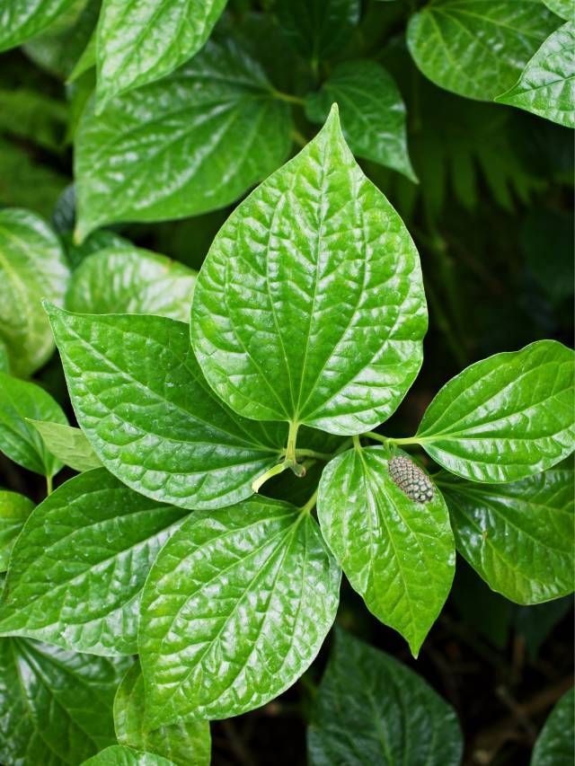 Top 5 Vastu Benefits of Betel Leaf Plants at Home