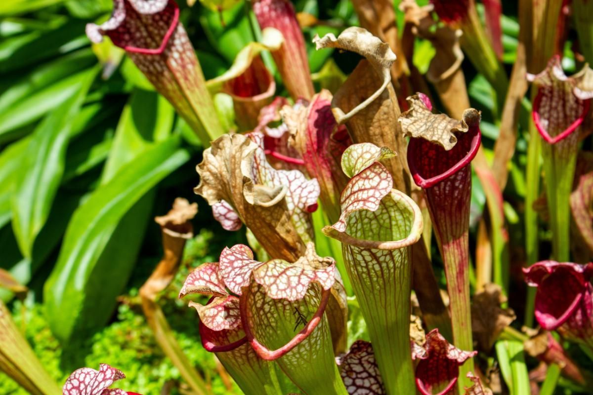 Close-Up Image of Tropical Pitcher Plant