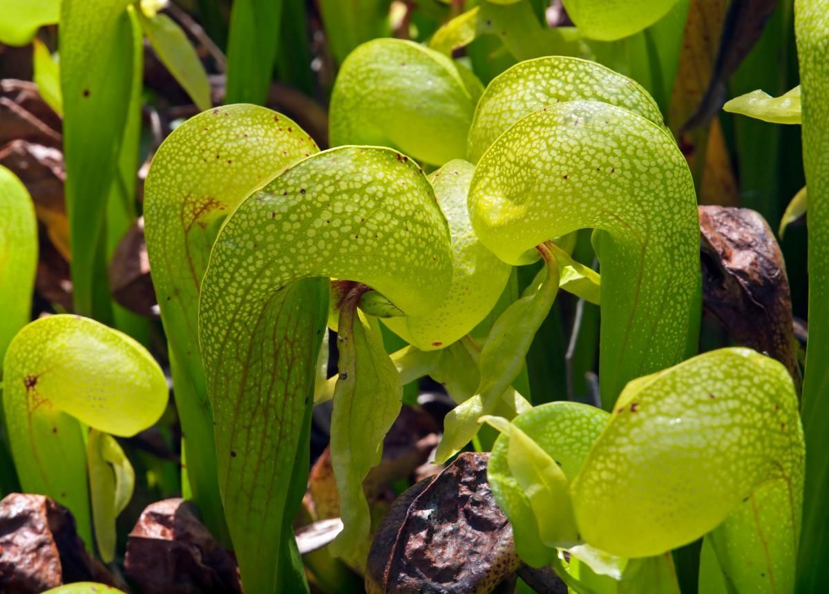 Cobra Lily Plant - Tropical Pitcher Plant