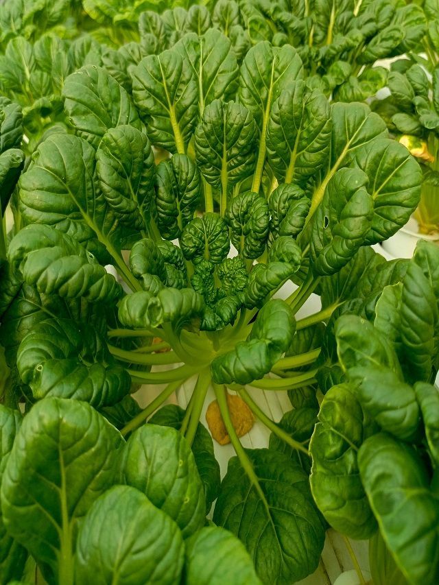 Easy Steps To Grow Mustard Greens In Your Home Garden