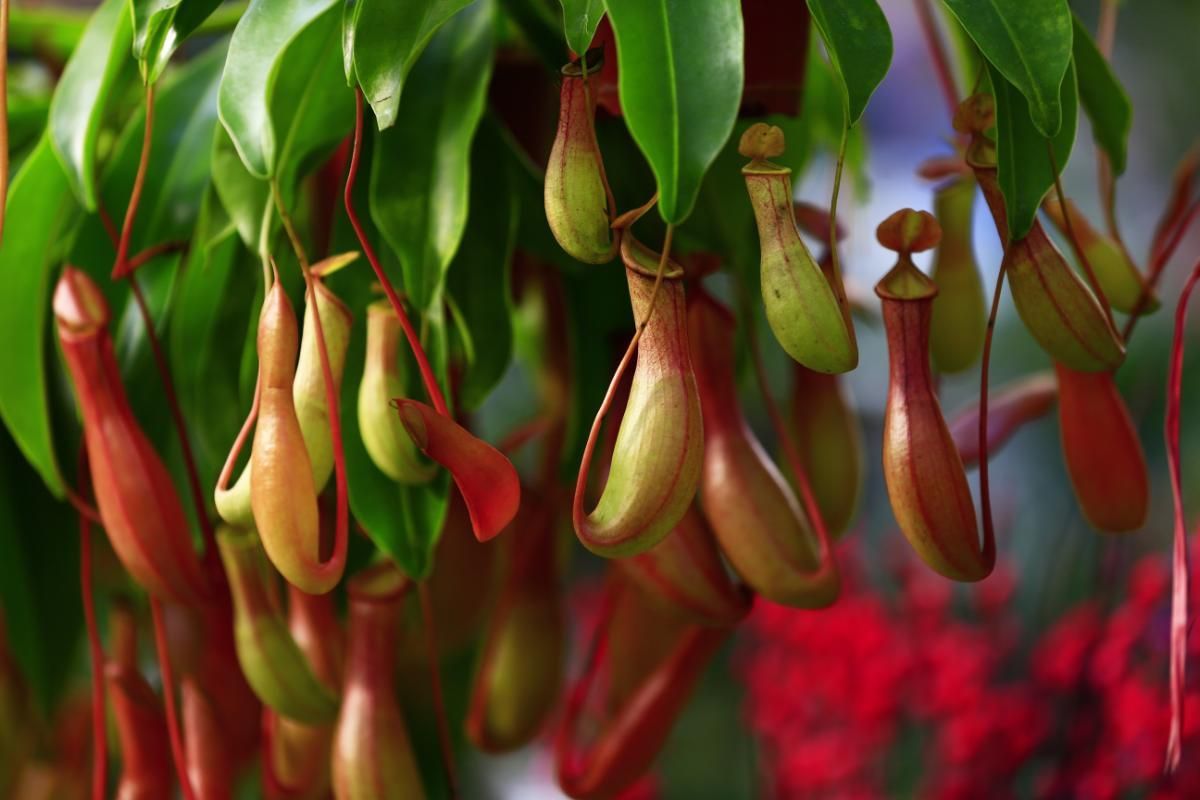 Incredible Uses of Pitcher Plant