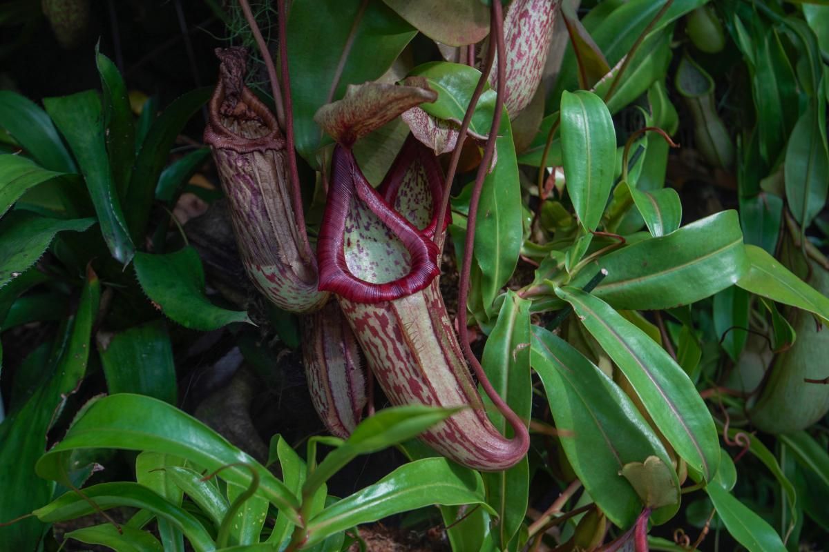 Pitcher Plant Caring Tips