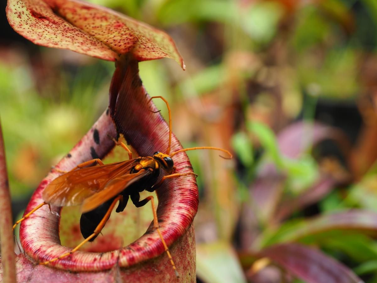 Pitcher Plant Growing Tips