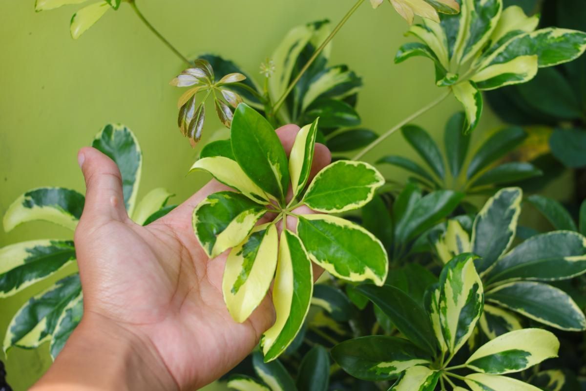 Schefflera Plant - Meaning, Types, Uses And How To Grow And Care For