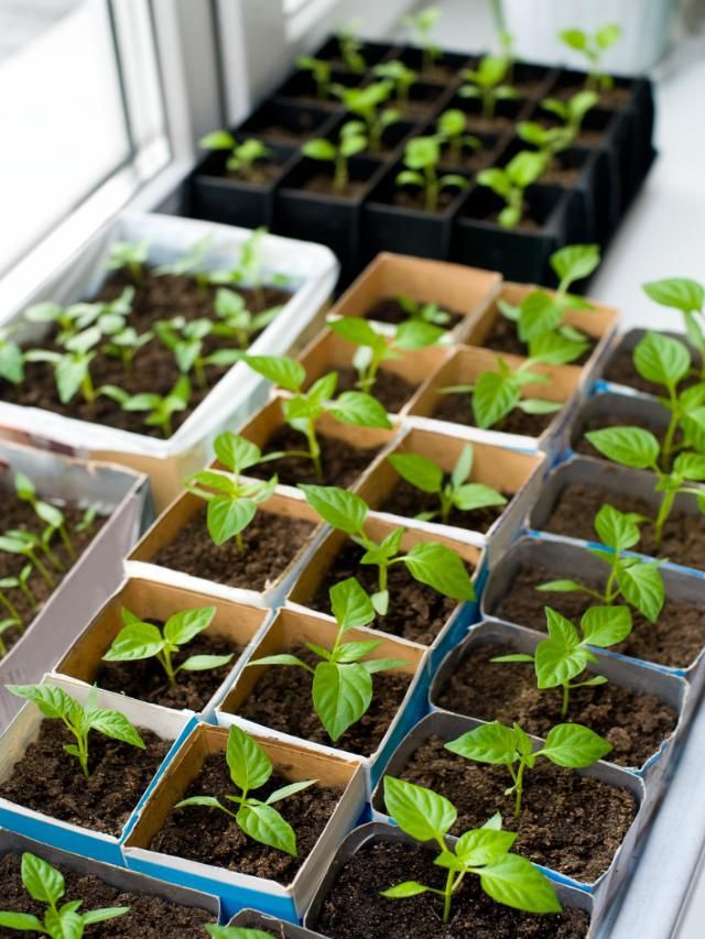 7 Edible Plants You Can Grow In Small Pots Or Containers