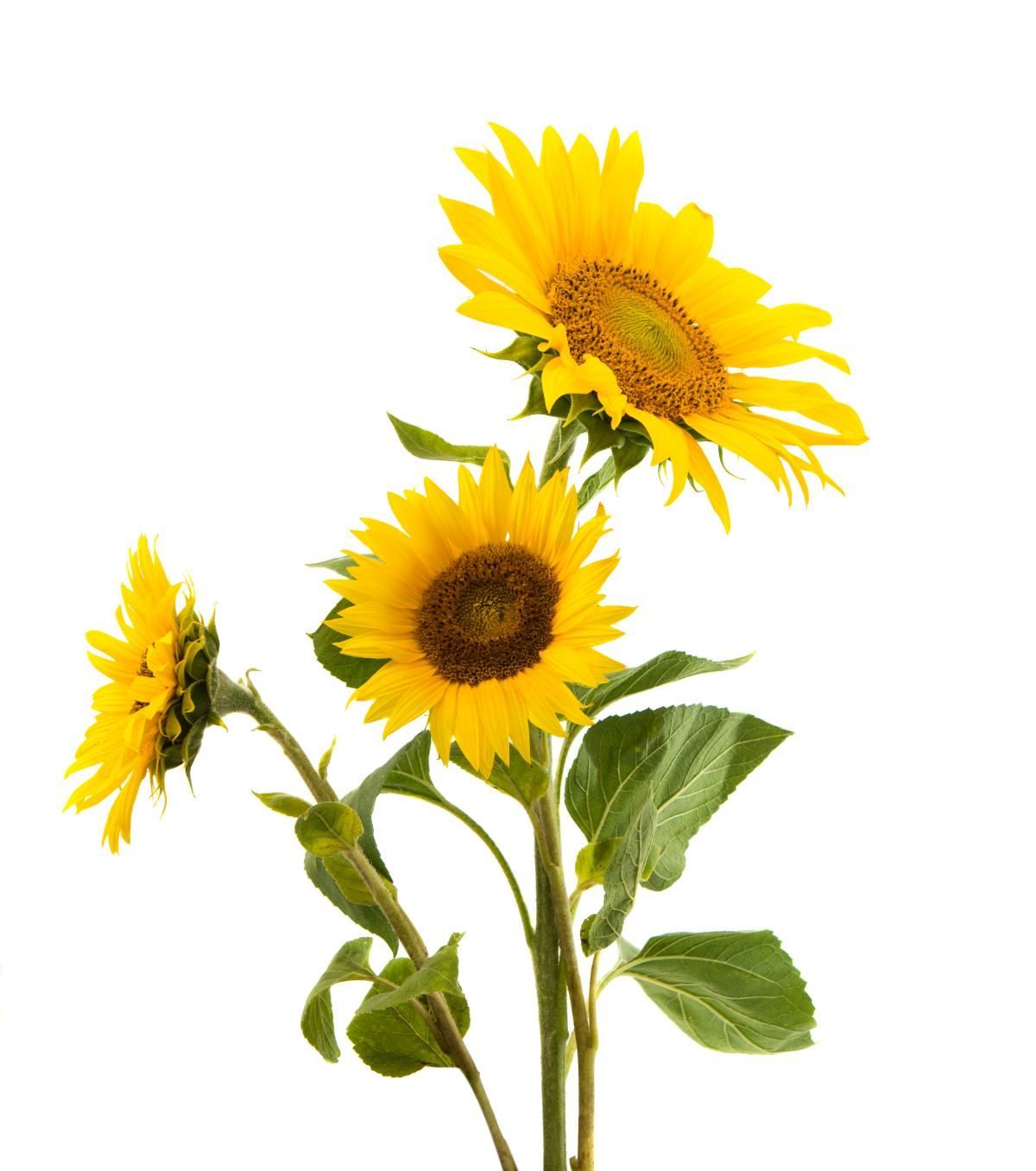 10 Plants That Absorb Radiation Thus Removing Harmful Radiation From Your Home