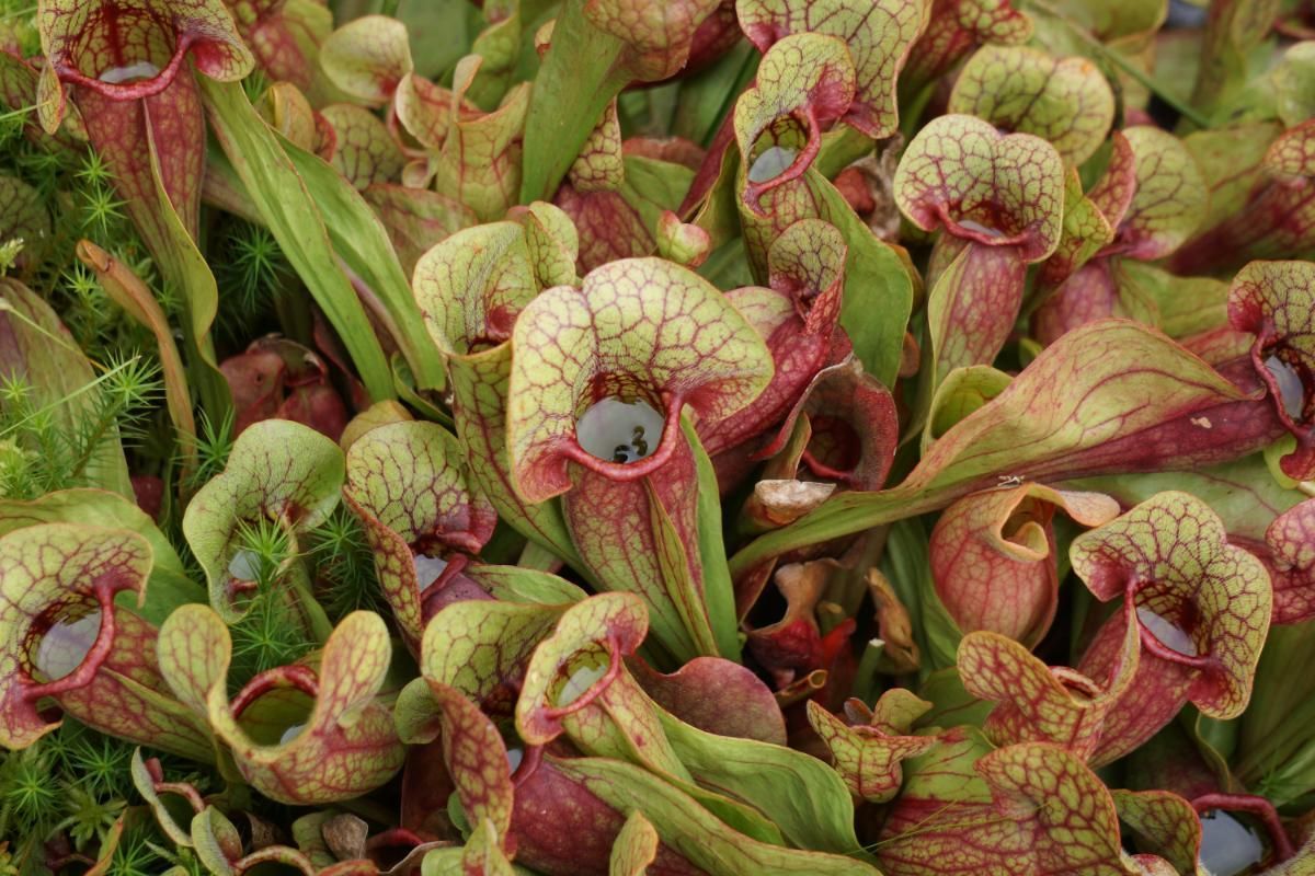 Tropical Pitcher Plant - Picture of a Pitcher Plant