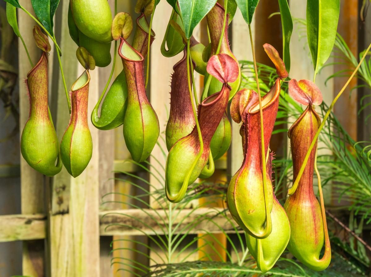 Tropical Pitcher Plants - A Delight for Home Gardens