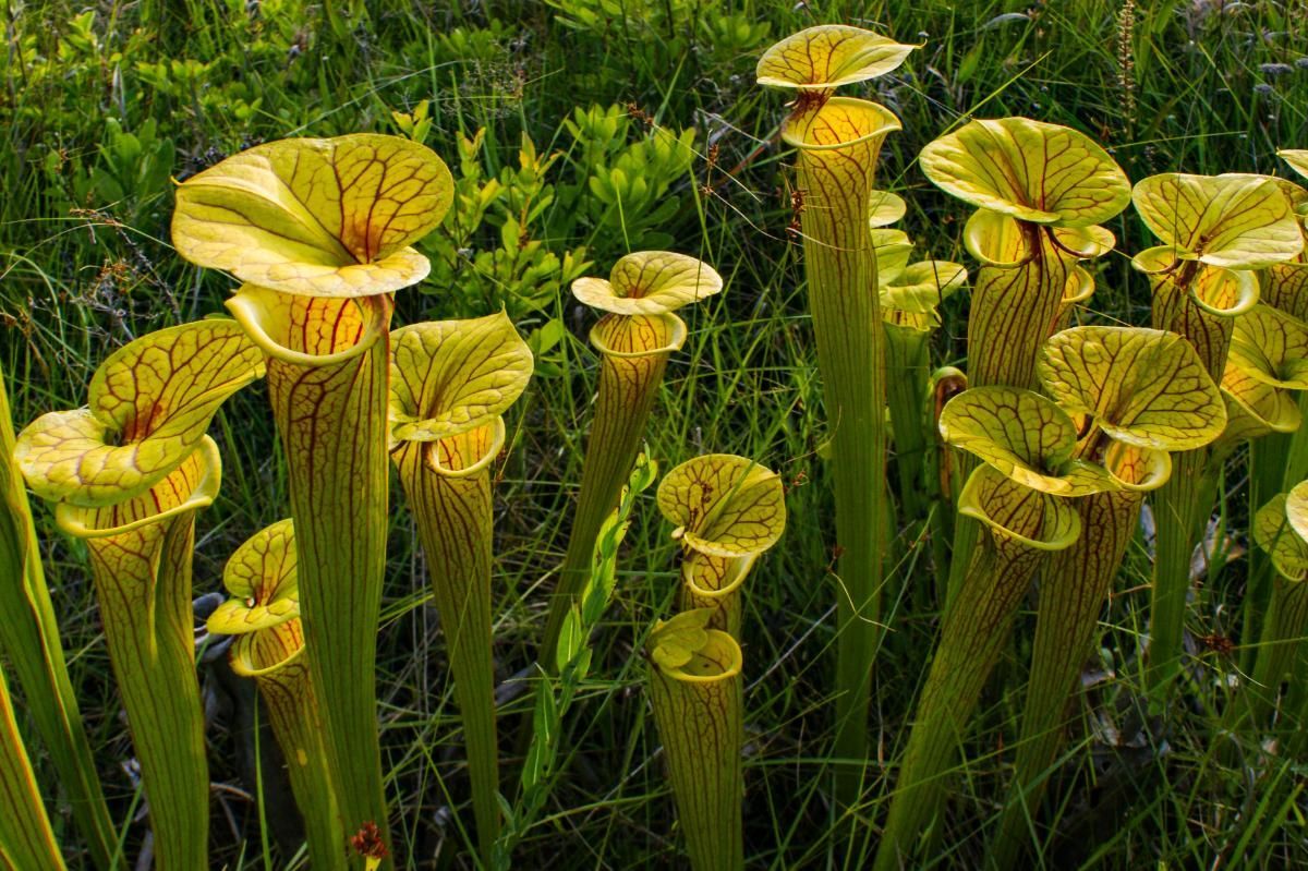 Yellow Pitcher Plant - A Perfect Carnivorous Beauty 
