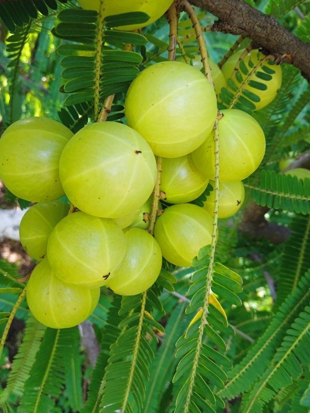 7 Incredible Vastu Benefits of Amla Plant at Home