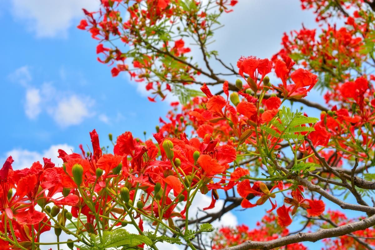 The Majestic Gulmohar Tree: Complete Guide of Features, Plantation & Care