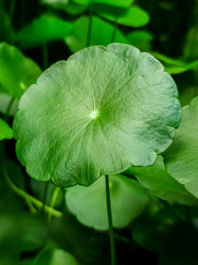 7 Steps to Grow Healthy Gotu Kola at Home