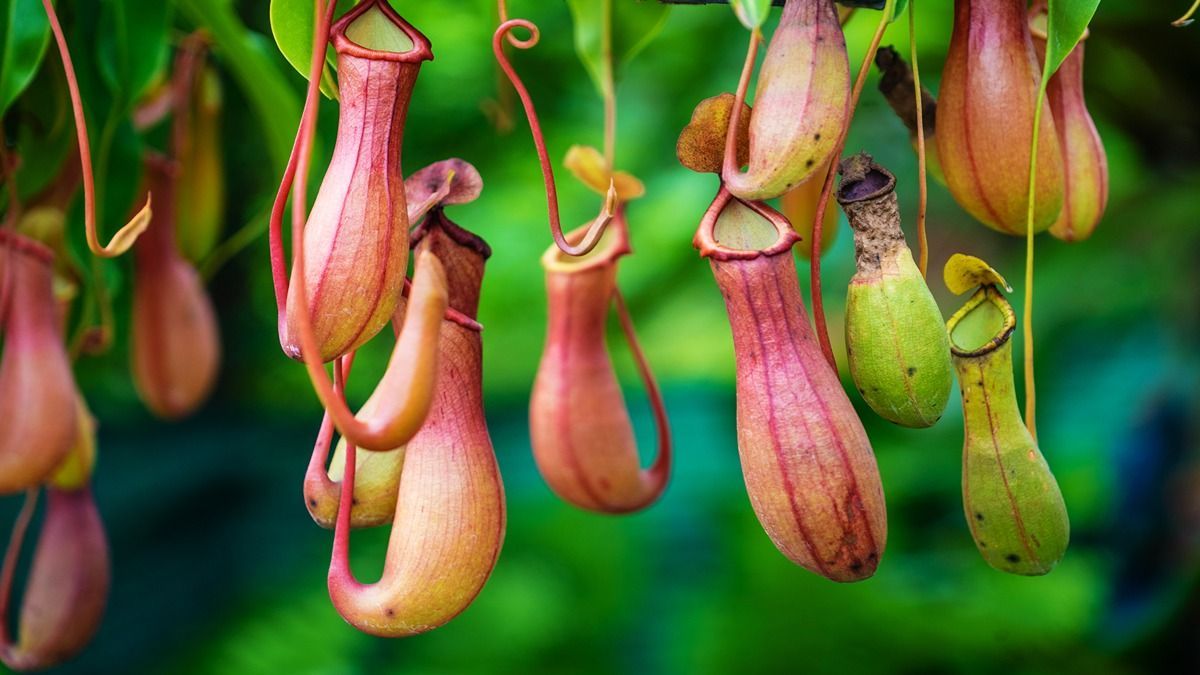 pitcher-plant-meaning-types-uses-and-how-to-grow-and-care-for