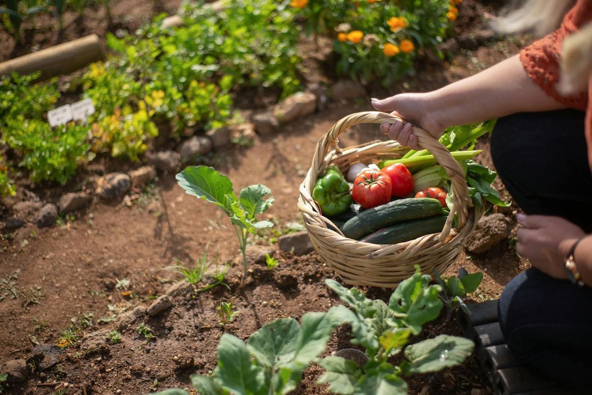 Top 20 Vegetable Garden Ideas To Grow Organic And Healthy Food