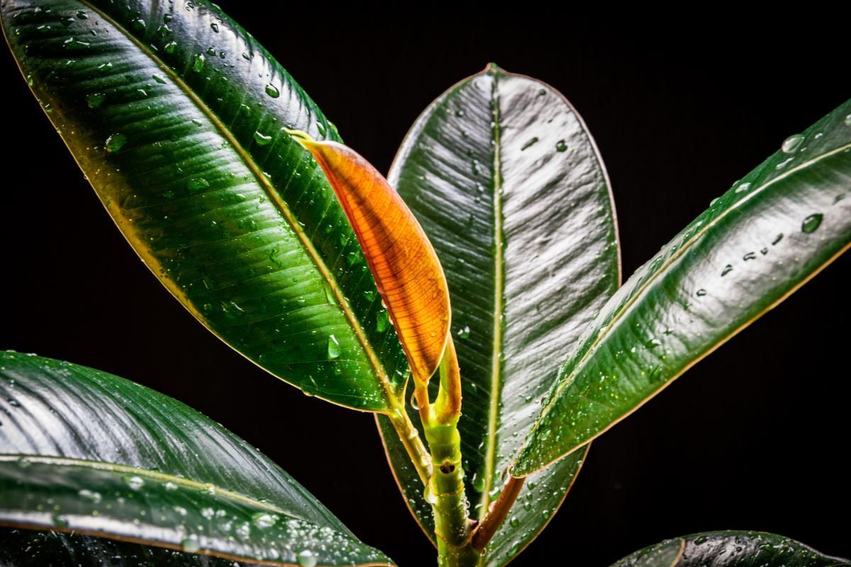 Rubber Plant Meaning, Benefits, Types, Pictures And Growing & Caring Tips