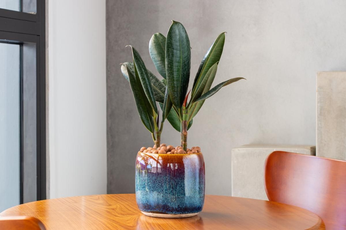 Rubber Plant Meaning, Benefits, Types, Pictures And Growing & Caring Tips