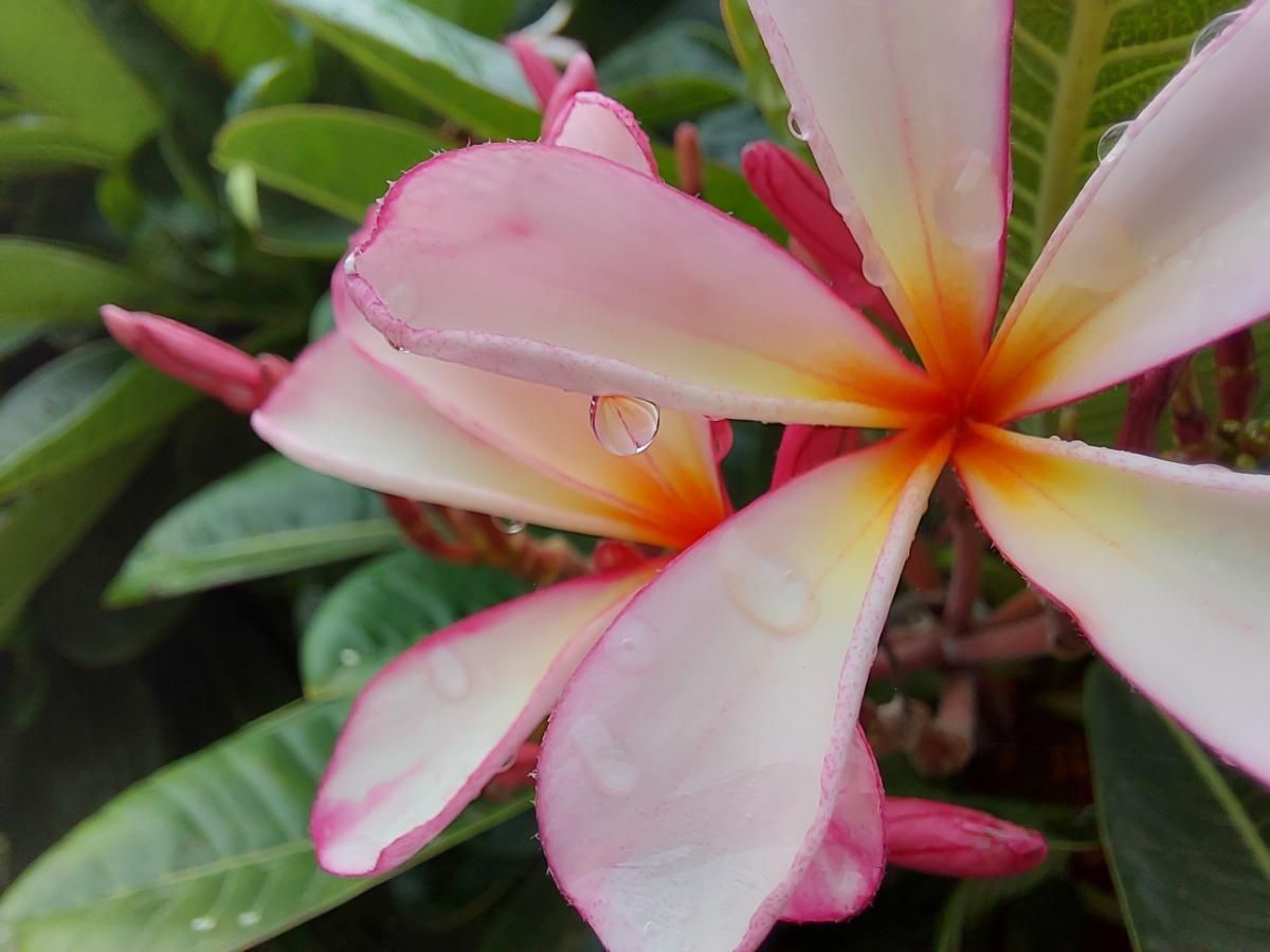 Champa Plant Meaning, Types, Pictures, And How To Grow And Care For