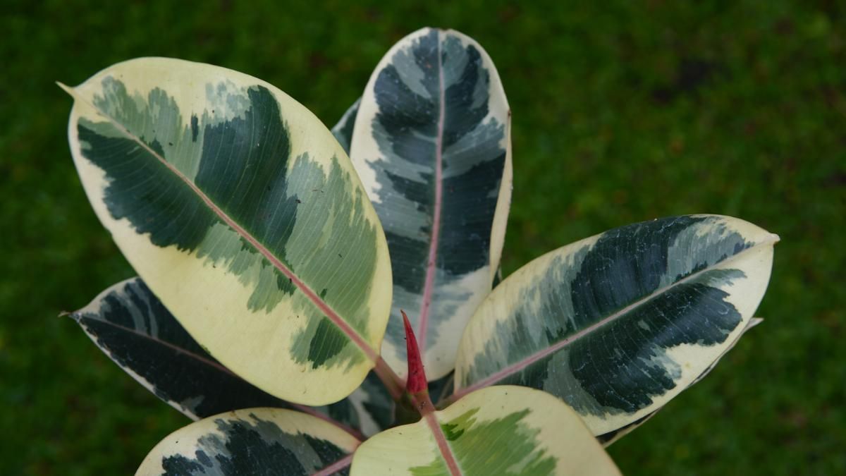 Rubber Plant: Meaning, Benefits, Types, Pictures And Growing & Caring Tips