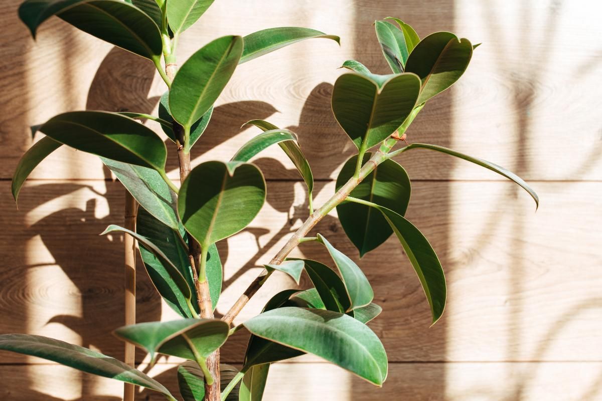 Rubber Plant Meaning, Benefits, Types, Pictures And Growing & Caring Tips