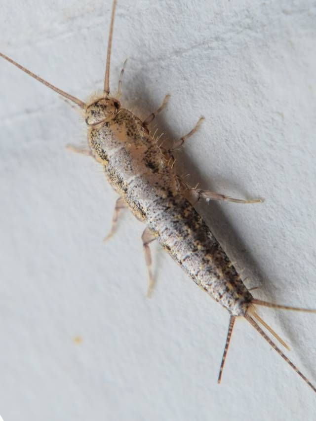9 Tricks On How to Get Rid of Silverfish in Your Bathroom