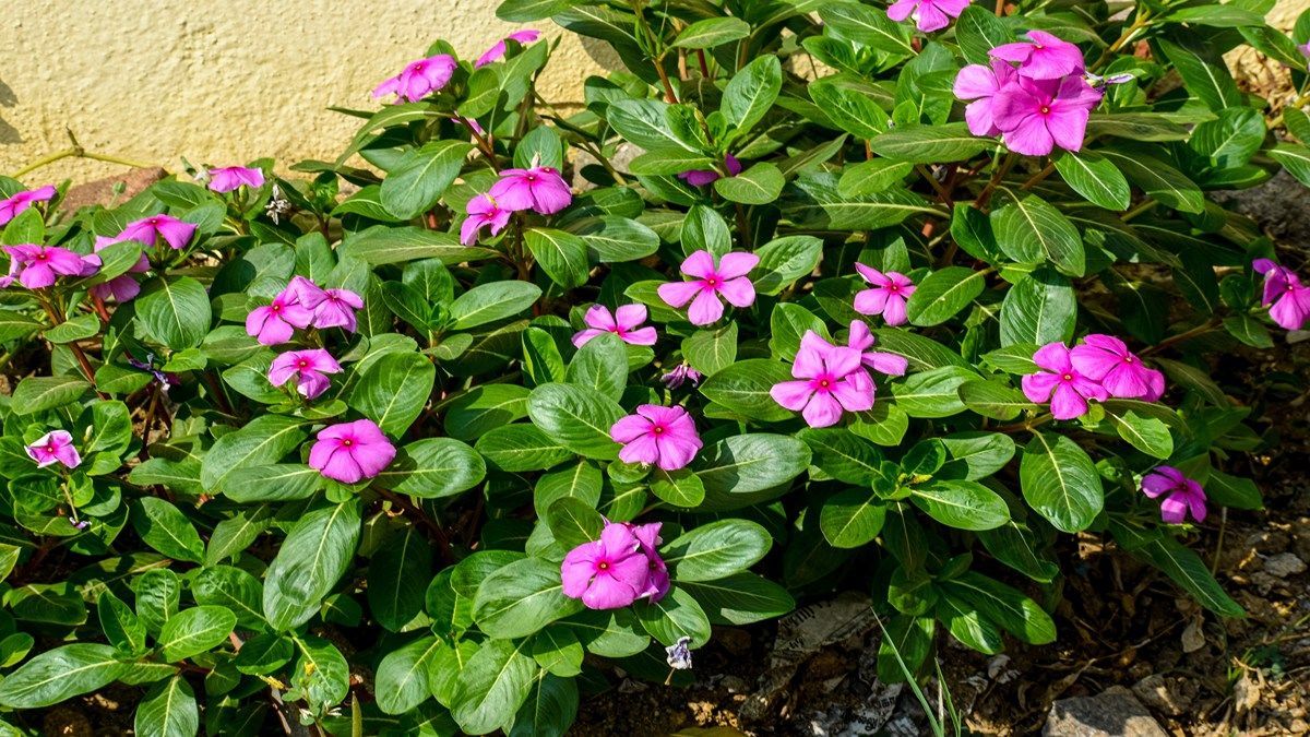 How to Grow Periwinkle Plant at Home - Planting and Caring Tips