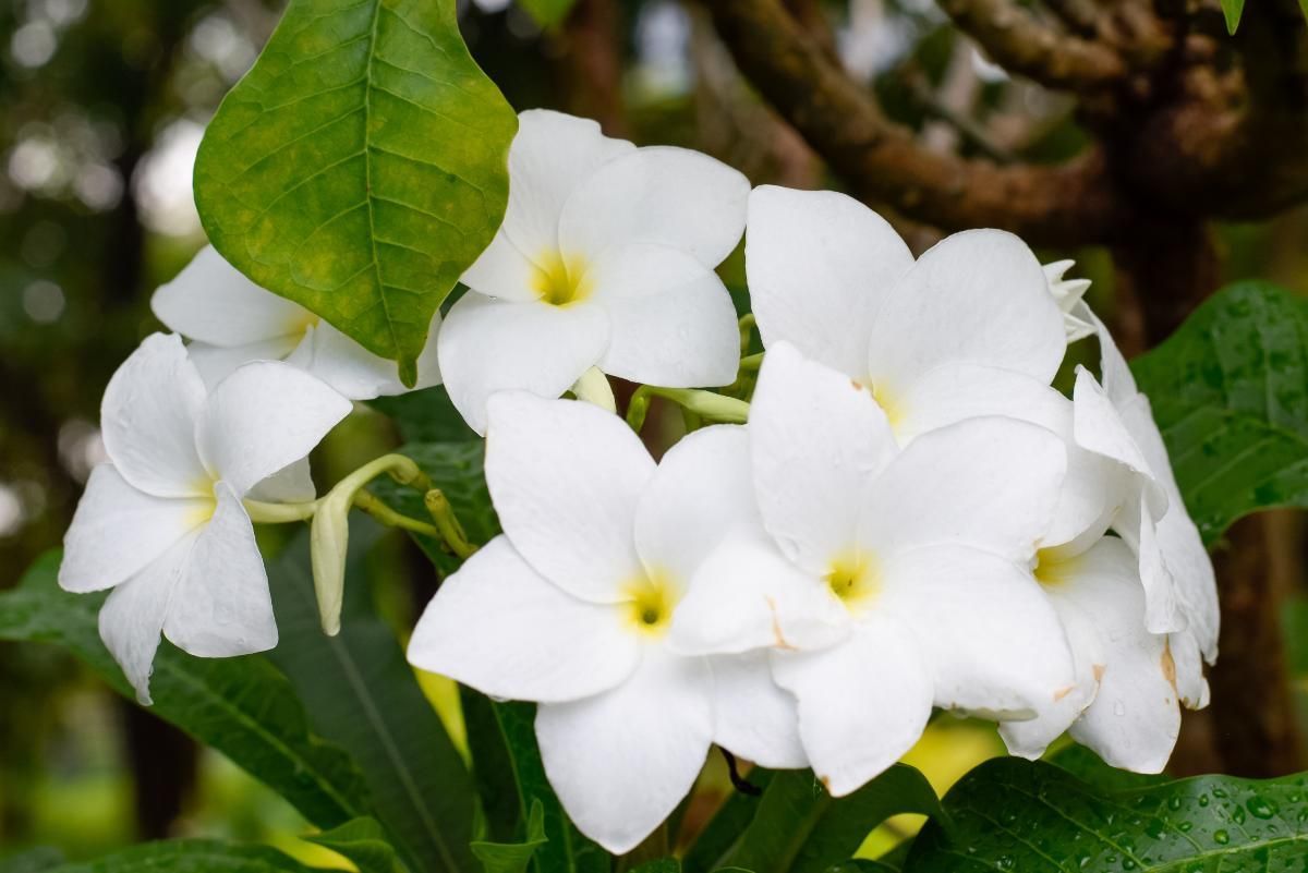 Champa Plant Meaning, Types, Pictures, And How To Grow And Care For