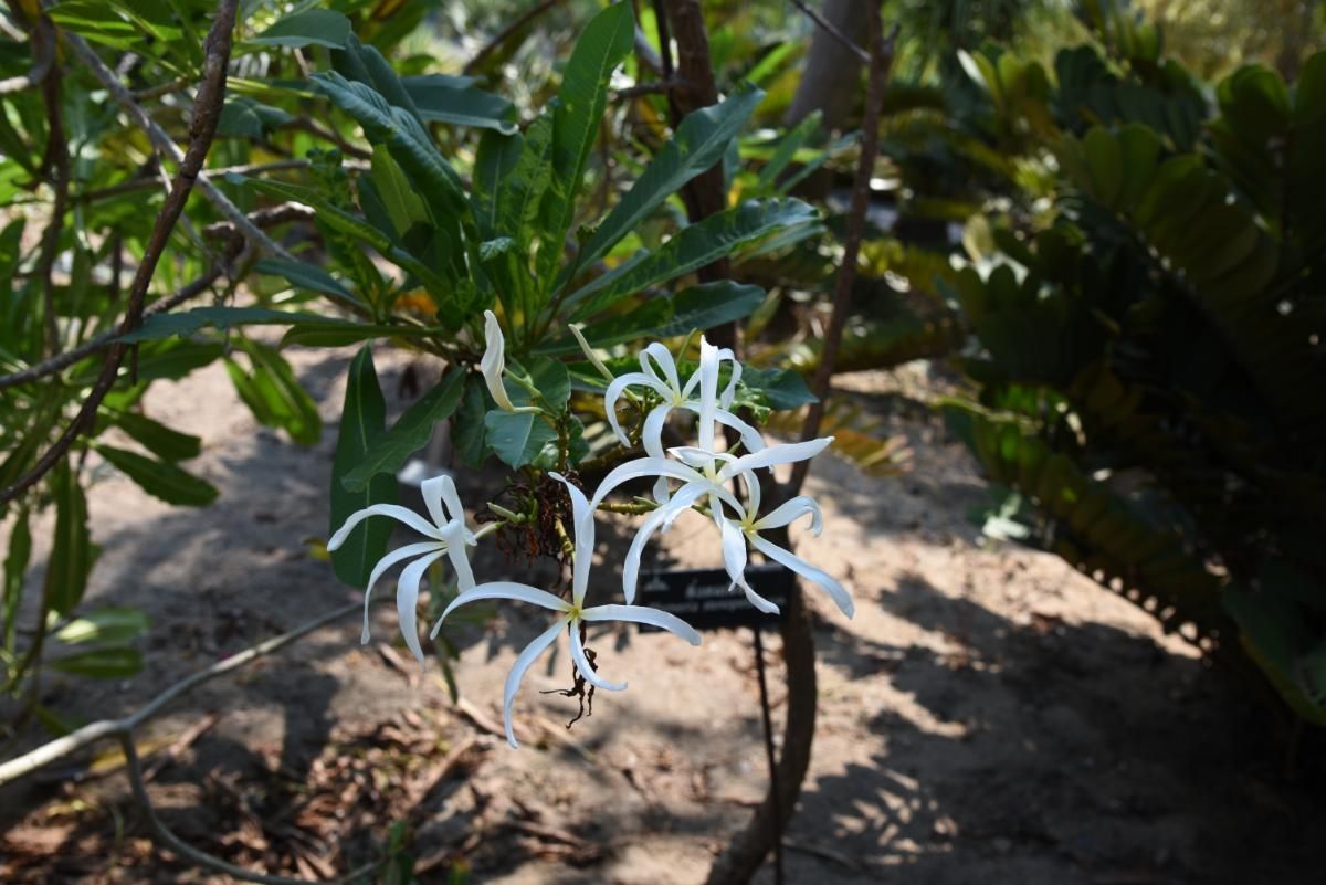 Champa Plant Meaning, Types, Pictures, And How To Grow And Care For