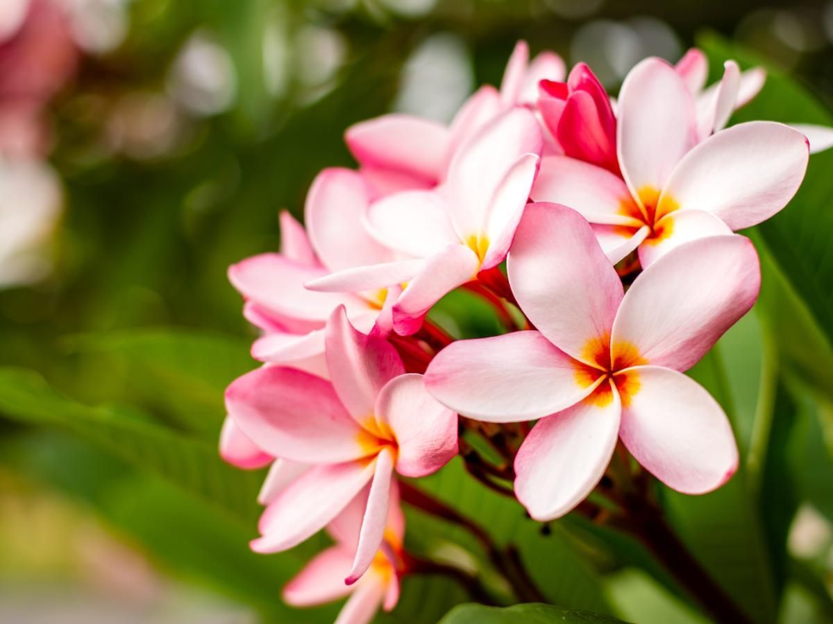 Champa Plant Meaning, Types, Pictures, And How To Grow And Care For