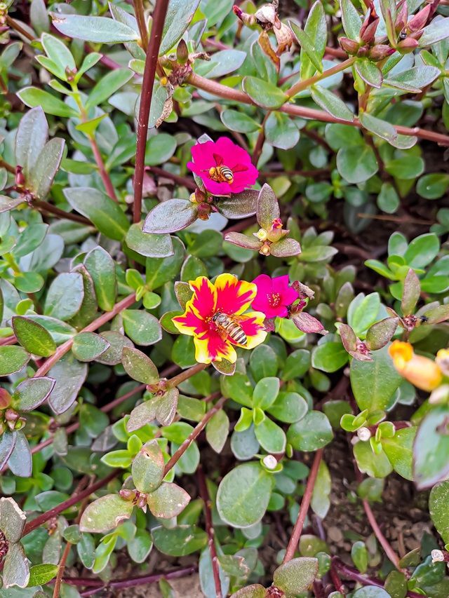 Purslane plant care Purslane plant care