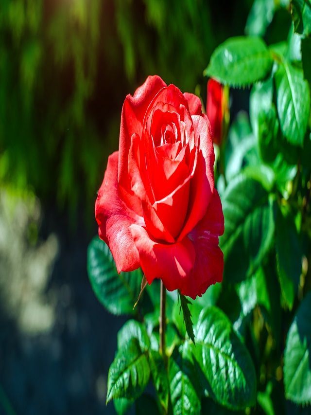 Best Rose Plant For Home