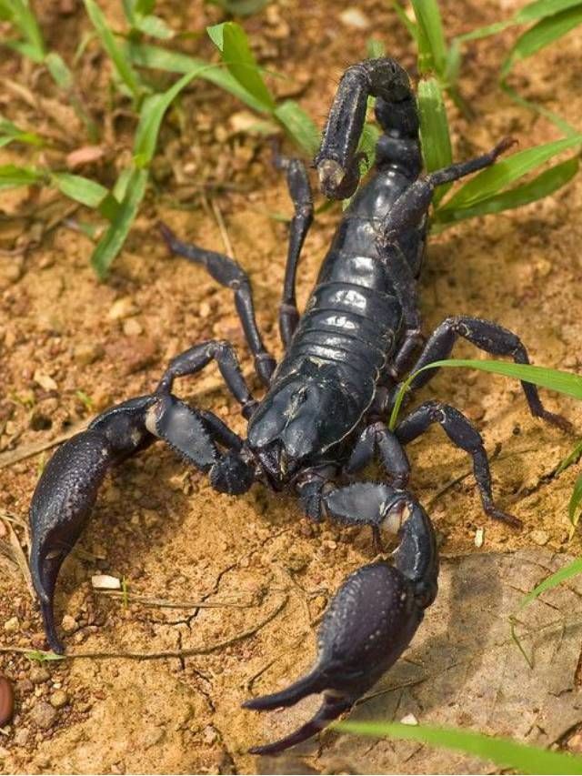 7 Effective Ways On How to Get Rid of Scorpions at Home