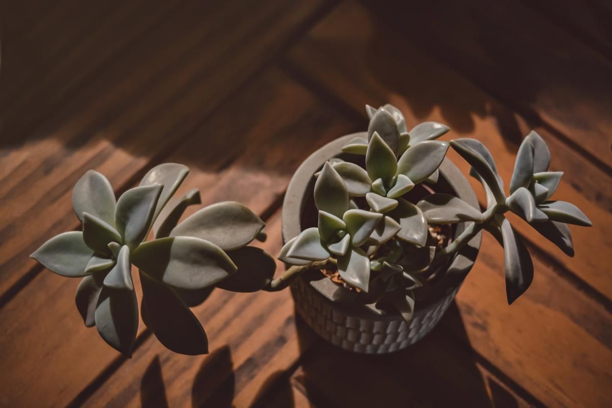 The Enigmatic Ghost Plant - A Perfect Addition to Your Home