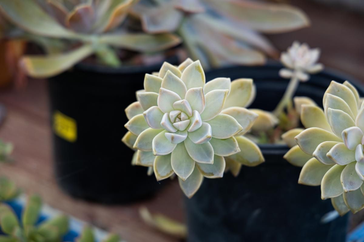 The Enigmatic Ghost Plant - A Perfect Addition to Your Home