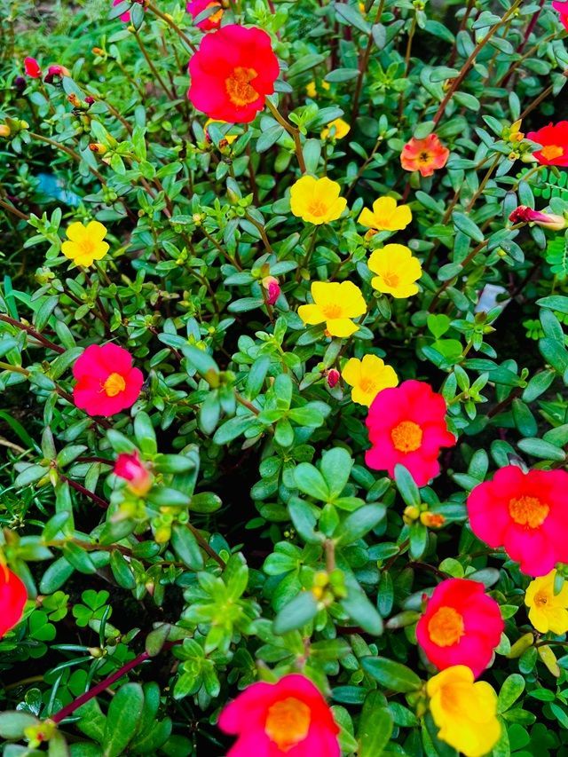 7 Easy Tips to Grow Purslane Plants in Your Home Garden