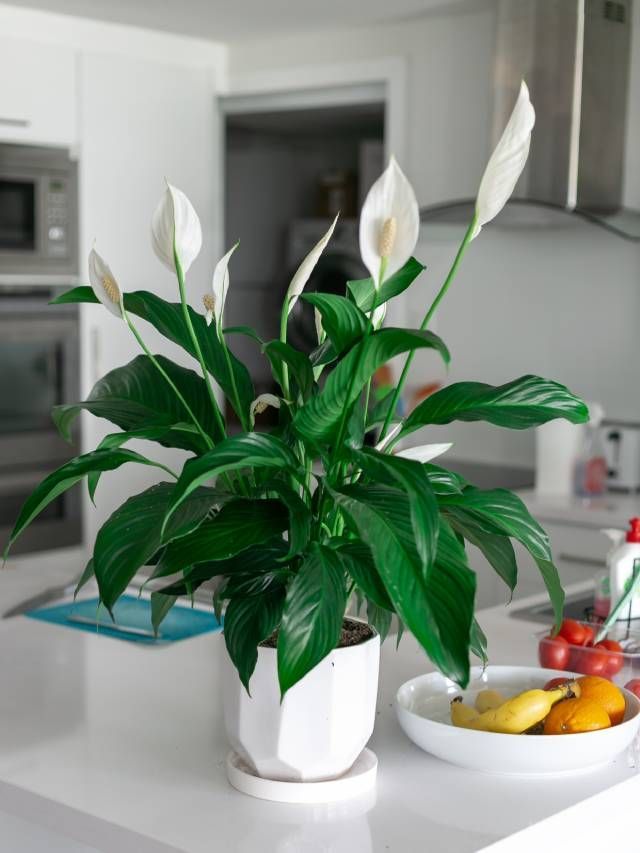 7 Peace Lily Plants Disadvantages to Know When Planting It at Home