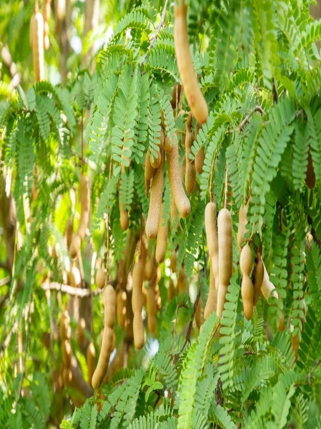 How to Grow and Take Care of Tamarind Tree at Home-