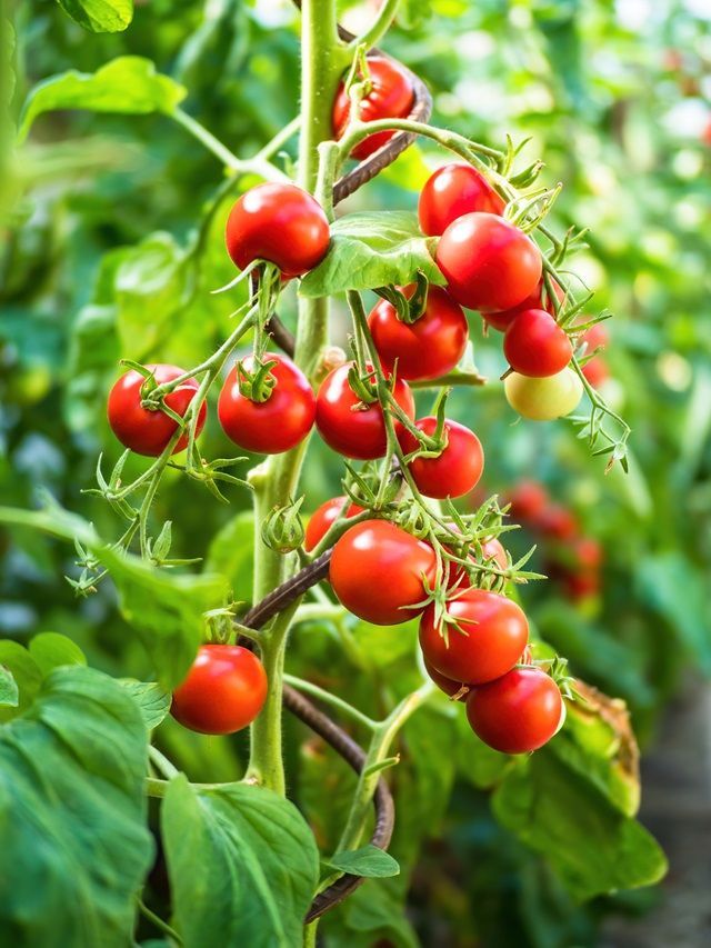 Growing Tomatoes? Check 7 Common Issues and Their Easy Fixes
