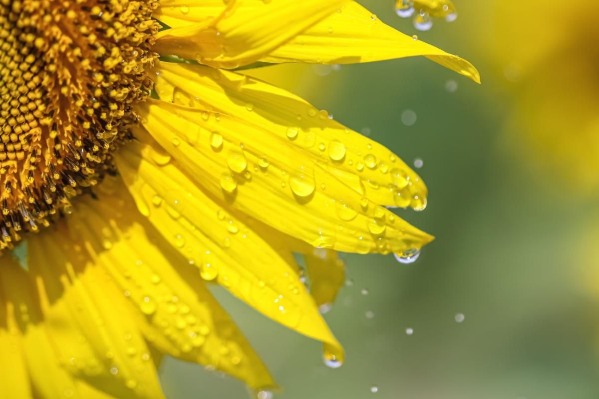 Sunflower at Home How to Grow and Care For It