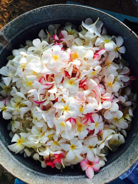 Champa Plant Meaning, Types, Pictures, And How To Grow And Care For